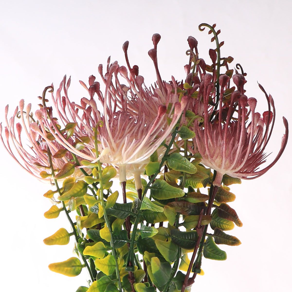 Native Pincushion Protea Flower Red-Pink - Spray