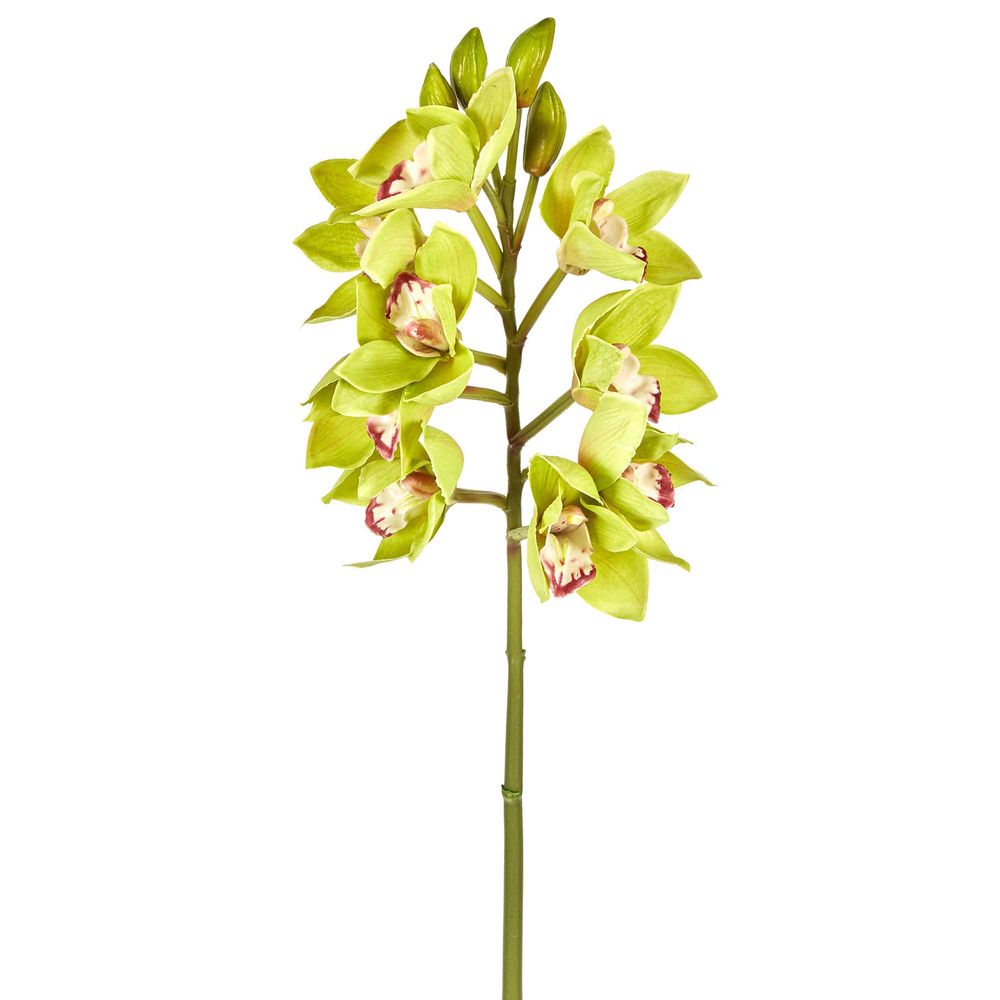 Orchid Cymbidium Spray 47cm Green