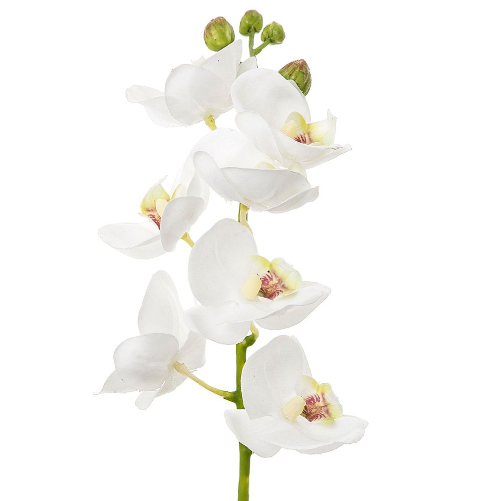 Orchid Phalaenopsis 65cm White