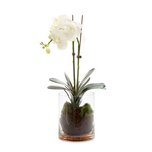 Orchid Phalaenopsis in Glass Vase in
Water 53cm White