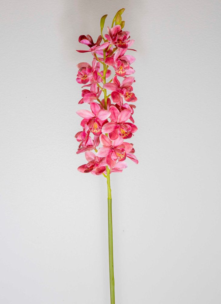 Orchid Cymbidium 80cm Dark Pink