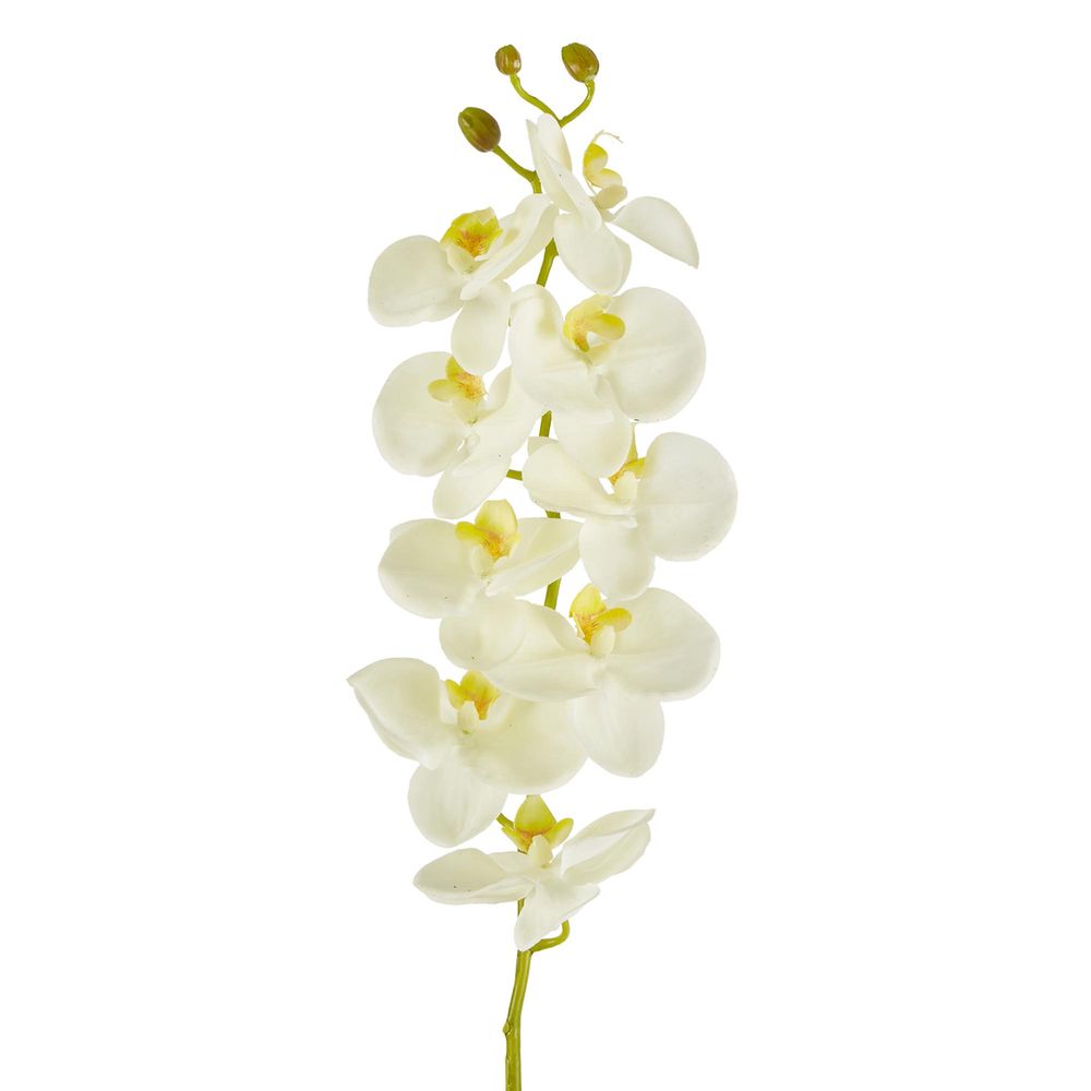 Large Moth Orchid Natural Touch Stem White