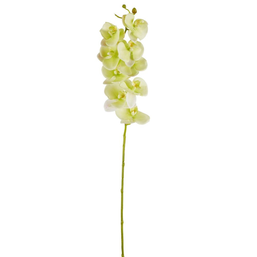 Large Moth Orchid Natural Touch Stem Green