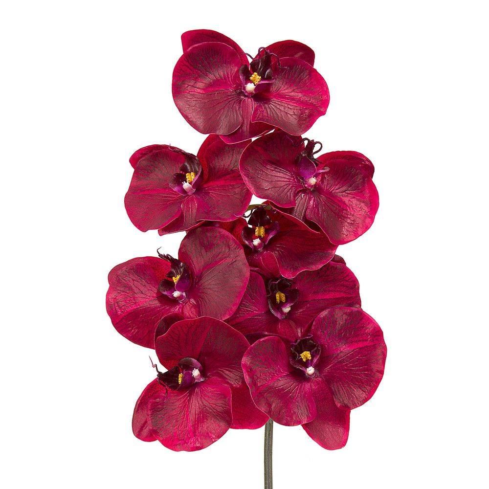 Orchid Phalaenopsis Spray 1m Burgundy