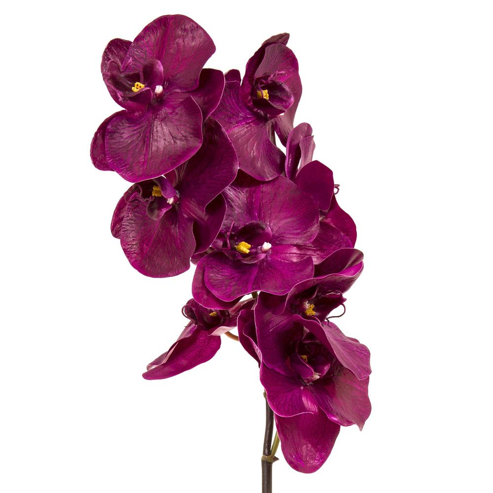 Orchid Phalaenopsis Spray 1m Fuchsia